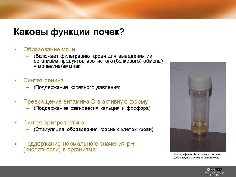 Каковы функции почек? Образование мочи  (Включает фильтрацию крови для выведения из организма продуктов